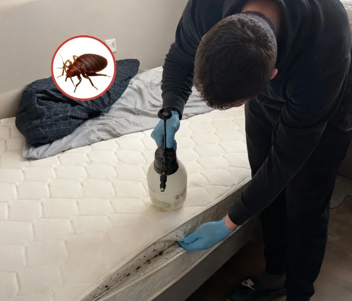 Technicien traitant un matelas contre les punaises de lit à Saint-Germain-en-Laye